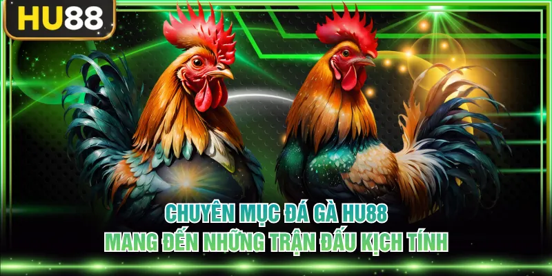 Chuyên mục đá gà HU88 mang đến những trận đấu kịch tính